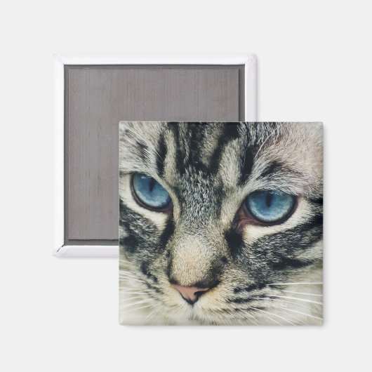 Tabbykat met blauwe ogen Close-up Magneet (Voorkant / Achterkant)
