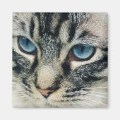 Tabbykat met blauwe ogen Close-up Magneet (Voorkant)