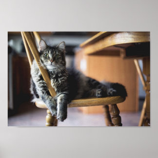 Tabbykat op houten klep Fotodruk Poster