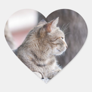 Tabbykatten in repose hart sticker