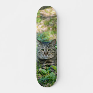 Tabla de Skate Gato Gris Atigrado en un Prado Persoonlijk Skateboard