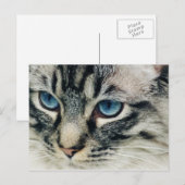 Tabletkern met Blue Eyes Close-up Briefkaart (Voorkant / Achterkant)