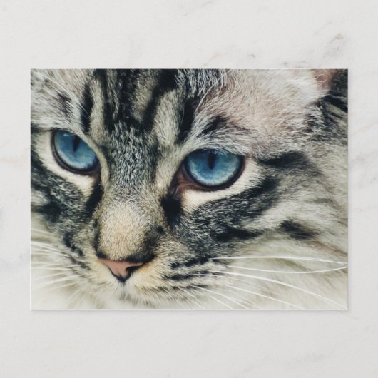Tabletkern met Blue Eyes Close-up Briefkaart (Voorkant)