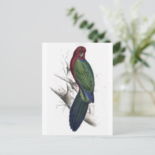 Tabuan Parrakeet door Edward Lear Briefkaart (Staand voorkant)