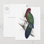 Tabuan Parrakeet door Edward Lear Briefkaart (Voorkant / Achterkant)