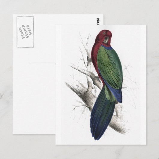 Tabuan Parrakeet door Edward Lear Briefkaart (Voorkant / Achterkant)