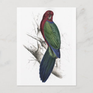 Tabuan Parrakeet door Edward Lear Briefkaart