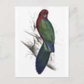 Tabuan Parrakeet door Edward Lear Briefkaart (Voorkant)