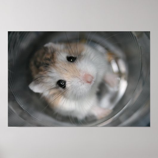 Tac-stare - Poster (Voorkant)