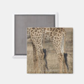 Tacht Giraffes (Giraffa) Magneet (Voorkant / Achterkant)