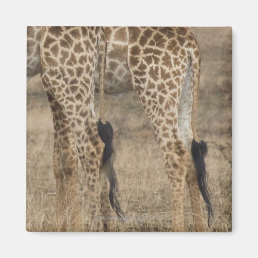 Tacht Giraffes (Giraffa) Magneet (Voorkant)