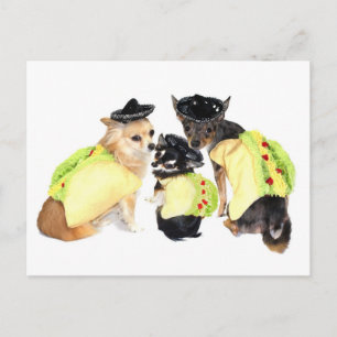 Taco Chihuahuas Briefkaart
