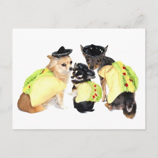 Taco Chihuahuas Briefkaart (Voorkant)