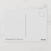 Tacoma Narrows Bridge Briefkaart (Achterkant)