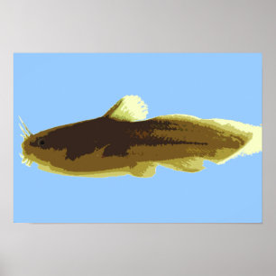 Tadpole Madtom Meerval Poster