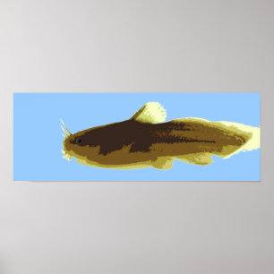 Tadpole Madtom Meerval Poster