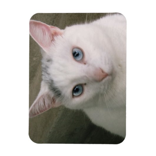 Tadpole Magneet (Verticaal)