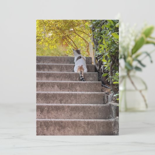 Tafelkat (Staand voorkant)