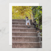 Tafelkat (Voorkant / Achterkant)