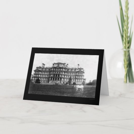 Taft's Koe Grazing vlakbij het War Building 1909 Kaart (Voorkant)