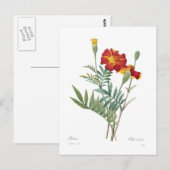 Tagetes Briefkaart (Voorkant / Achterkant)