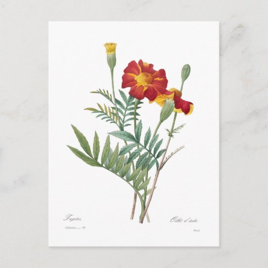 Tagetes Briefkaart (Voorkant)