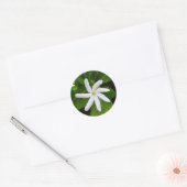 Tahiti Tiare Ronde Sticker (Envelop)