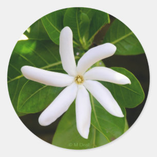 Tahiti Tiare Ronde Sticker