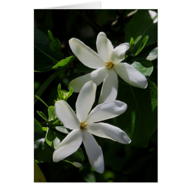 Tahitian Gardenia (Voorkant)