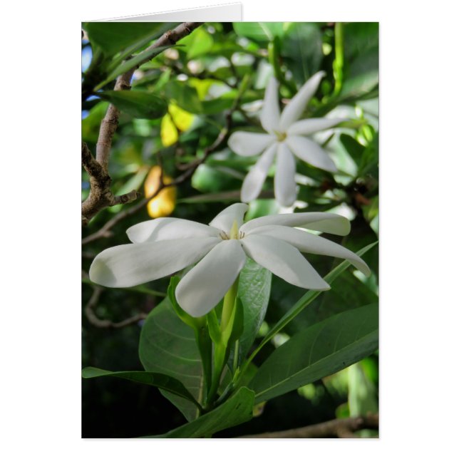 Tahitian Gardenia (Voorkant)