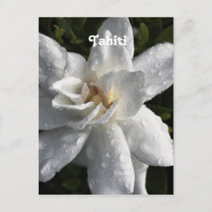 Tahitian Gardenia Briefkaart