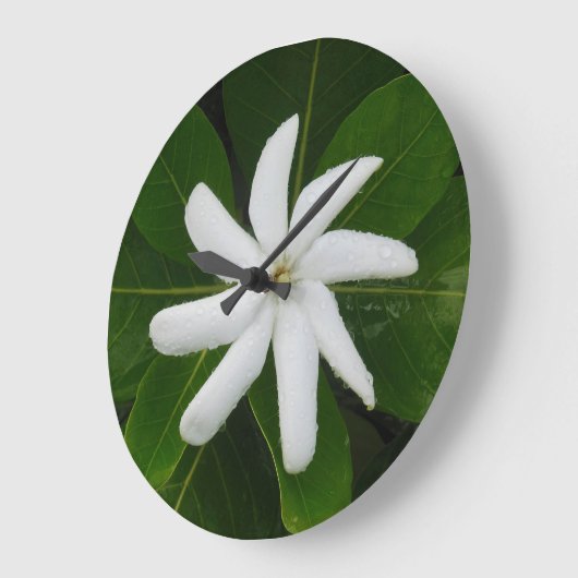 Tahitian Gardenia Grote Klok (Hoek)