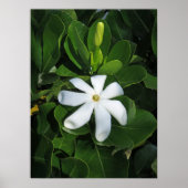 Tahitian Gardenia Poster (Voorkant)