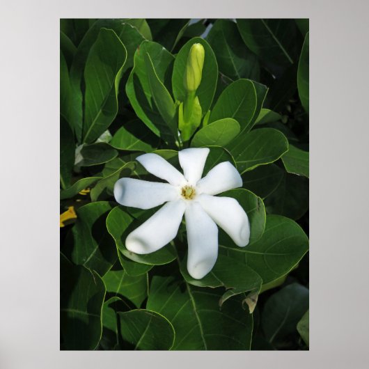 Tahitian Gardenia Poster (Voorkant)