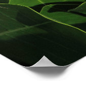 Tahitian Gardenia Poster (Hoek)