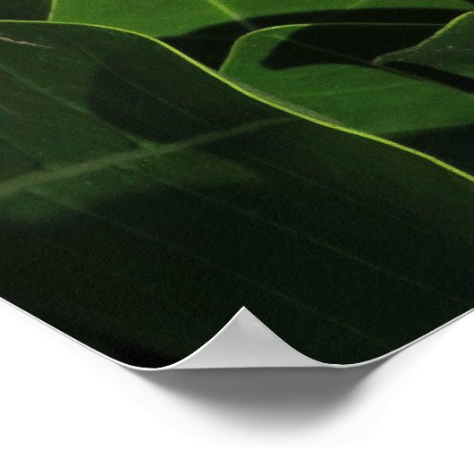 Tahitian Gardenia Poster (Hoek)