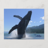 "Tahku"— het doorbreken van een bultrug walvisbeel Briefkaart (Voorkant)