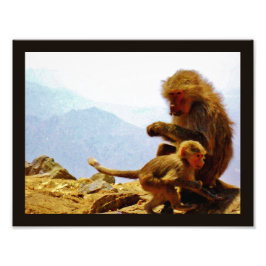 Taif Baboons Foto Afdruk