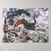 Tail Spot Blenny in S Pose Poster (Voorkant)