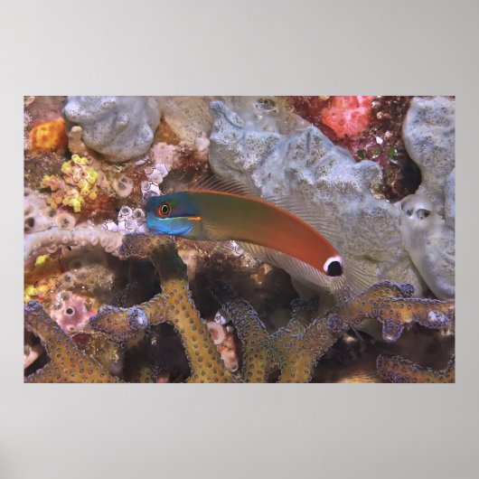 Tail Spot Blenny Poster (Voorkant)