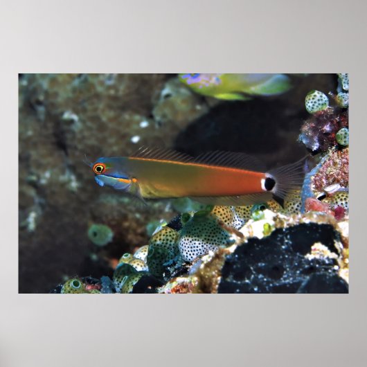 Tail Spot Blenny Poster (Voorkant)