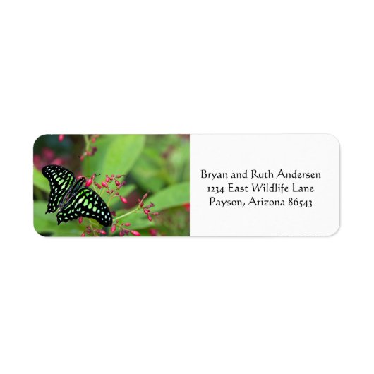 Tailed Jay Butterfly Etiket (Voorkant)