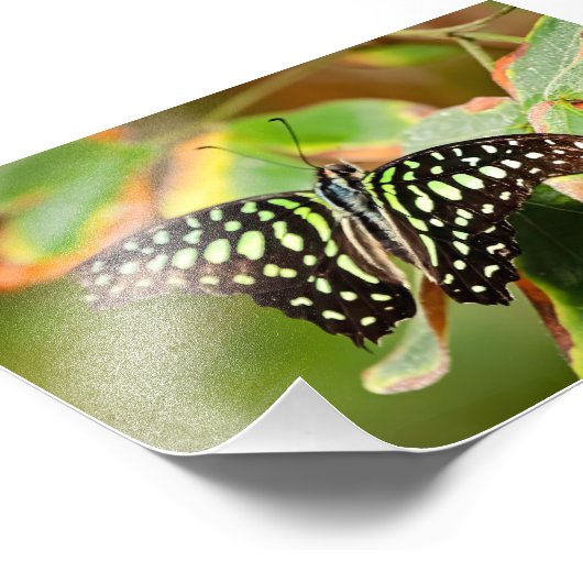 Tailed Jay Photo Print Foto Afdruk (Hoek)