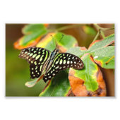 Tailed Jay Photo Print Foto Afdruk (Voorkant)