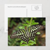 Tailed Jay-vlinder Briefkaart (Voorkant / Achterkant)