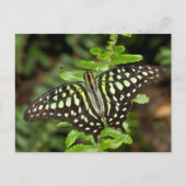 Tailed Jay-vlinder Briefkaart (Voorkant)