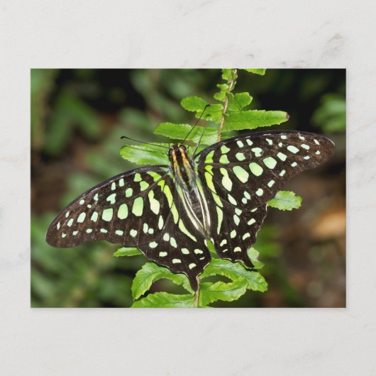 Tailed Jay-vlinder Briefkaart (Voorkant)