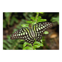 Tailed Jay-vlinder Foto Afdruk
