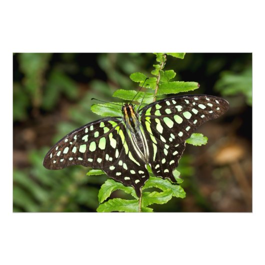 Tailed Jay-vlinder Foto Afdruk (Voorkant)