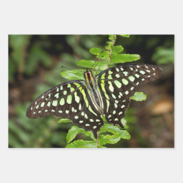 Tailed Jay-vlinder Inpakpapier Vel